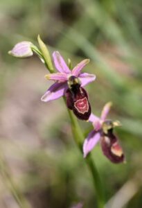 Ophrys de la Drôme